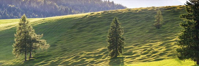 Buckelwiesen between Mittenwald and Krün, Werdenfelser Land, Upper Bavaria, Bavaria, Germany,