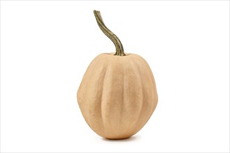 Cream colored ornamental gourd pumpkin on white background