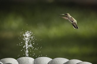 Hummingbird in flight