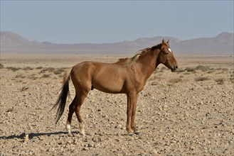 Desert Horses, Namib wild horses or Namib's (Equus ferus) near waterhole Garub, near Aus, Karas