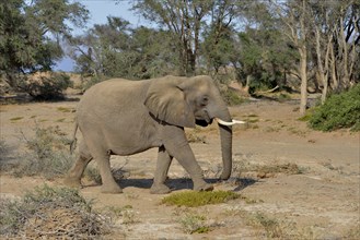 Desert elephant or African elephant (Loxodonta africana), in the dry riverbed of the Huab,