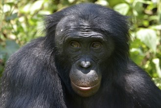 Bonobo (Pan paniscus), portrait, Lola ya Bonobo Sanctuary, Kimwenza, Mont Ngafula, Kinshasa,