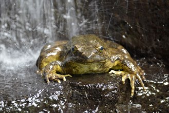 Goliath frog (Conraua goliath) under a waterfall, largest frog in the world, Mangamba in