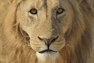 Lion (Panthera leo), with a mane, portrait, Ngorongoro, Serengeti, Tanzania, Africa