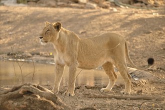 Asiatic Lion (Panthera leo persica), lioness, Gir Forest National Park, Gir Sanctuary, Gujarat,