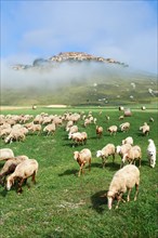 Sheep on the Piano Grande, Gret Plain, of Castelluccio di Norcia, Parco Nazionale dei Monti