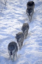 Wolves (Canis lupus)