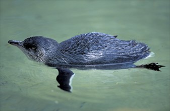 Little penguin (Eudyptula minor), Australia, Oceania