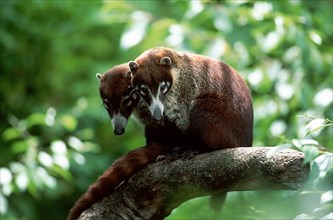 Coati (Nasua narica)