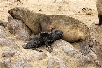 Cape fur seal, female suckling young, Cape Cross, pygmy fur seal, South African fur seal