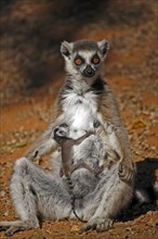 Ring-tailed Lemurs (Lemur catta), female nursing young sunbathing, Berenty Private Reserve,