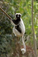 Crowned sifaka, Berenty Private Reserve (Propithecus verreauxi coronatus), Madagascar, Africa