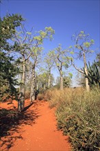 African Moringos, Berenty Private Reserve (Moringa ovalifolia), Madagascar, Africa