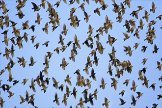 Starling flock (Sturnus vulgaris) Lower Saxony, Germany, Europe