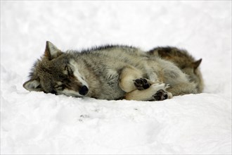 Grey Wolf (Canis lupus)