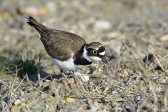 Little Ringed Plover (Charadrius dubius), Lake Neusiedl, Austria, Europe