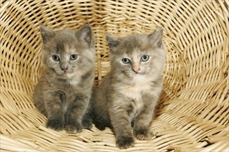 Domestic Cats, kitten, 6 weeks, indoor, indoor cats, kittens, 6 weeks