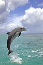 Bottlenose dolphin (Tursiops truncatus), Caribbean, Honduras, Central America