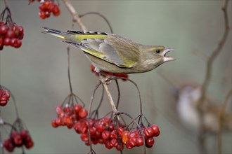 Greenfinch and Guelder Rose berries, Lower Saxony, European greenfinch (Carduelis chloris) and