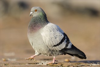 City pigeon, feral domestic pigeon