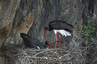 Black Storks (Ciconia nigra), pair at nest, Portugal, Europe