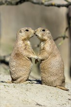 Black-tailed Prairie Dogs (Cynomys ludovicianus), pair, Black-tailed prairie dog