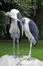 Marabou storks (Leptoptilos crumeniferus), free-standing