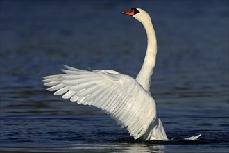 Mute swan (Cygnus olor), wing flapping, lateral, Germany, Europe