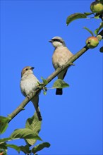 Red-backed Shrike (Lanius collurio), pair, Lower Saxony, Red backed shrike, Germany, Europe