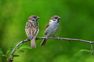 Tree Sparrows (Passer montanus), feldgelings, Lower Saxony, Germany, Europe