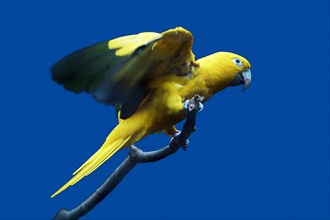 Golden Conure (Aratinga guarouba)