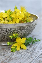 Spotted St. John's wort (Hypericum perforatum) , flowers in bowl