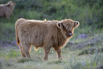 Scottish Highland Cattle, Calf, De Bollekamer Nature Reserve, Island of Texel, North Holland,