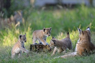 Eurasian lynxes (Lynx lynx)