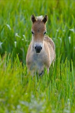 Exmoor pony, foal