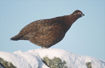 Willow Grouse (Lagopus lagopus) in winter, Great Britain