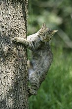 European wildcat (Felis silvestris)