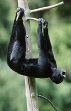 Black Spider Monkey, male (Ateles paniscus)