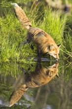 American Red Fox (Vulpes vulpes fulva)