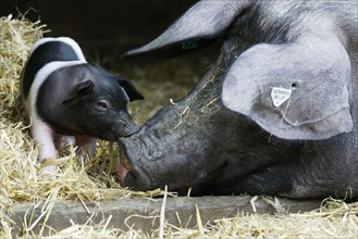 Domestic Pig, sow with piglet, Hallisches Schwein, sow with piglet, Hällisches Schwein, pigs