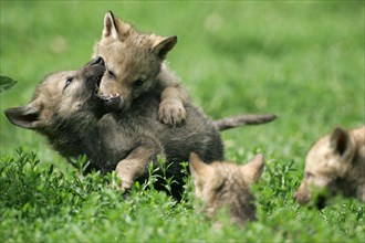 Gray wolves (Canis lupus), young animals