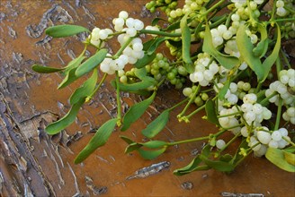 Mistletoe (Viscum album) , mistletoe, mistletoe berries