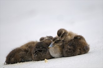 Eider ducks, chicks, dune of Helgoland, Schleswig-Holstein, Germany, Europe