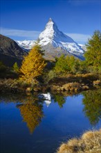 Matterhorn and larch, Valais, Switzerland, Europe