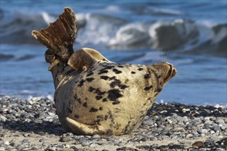 Grey seal, Dune Island Helgoland, Schleswig-Holstein, Germany, Europe