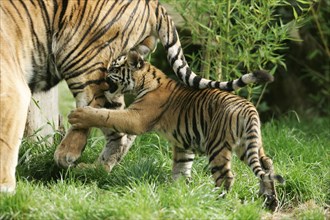 Sumatran tiger (Panthera tigris sumatrae), young