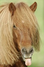 Icelandic Horse, Icelandic pony sticks out tongue, Icelandic, tongue