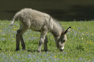 House-donkey, foal