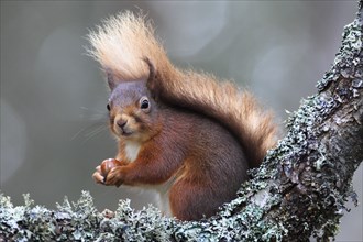 Eurasian red squirrel ( Sciurus vulgaris) Cairngorms National Park, Scotland, United Kingdom,