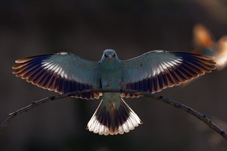 European Roller, Bulgaria (Caracias garrulus)